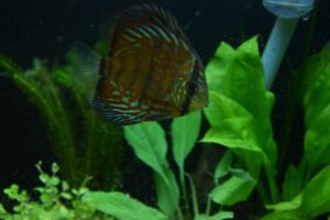 Ocean Green Discus