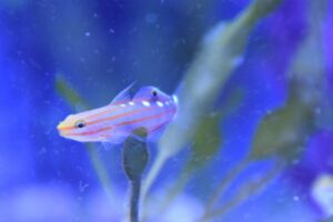 Rainforest Goby