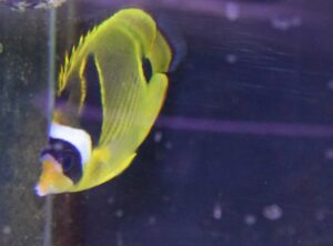 Raccoon Butterflyfish
