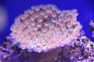 Pagoda Cup Turbinaria Coral
