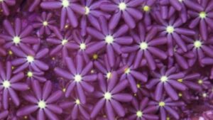 Daisy Polyps