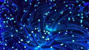 Dark Knight Torch Euphyllia