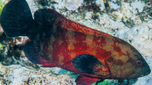 Darkfin Hind