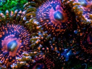 Darth Maul Zoas