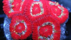 Darwin Cherries Micromussa