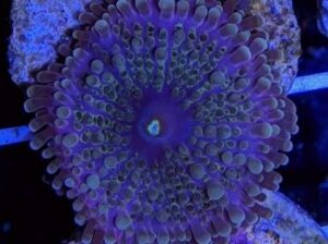 Dayglo Rhodactis Mushroom