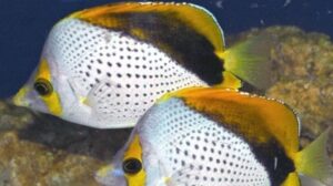 Declivis Butterflyfish