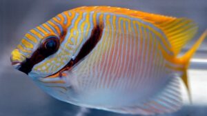 Decorated Rabbitfish