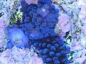 Deep Blue Hoeksemai Acro