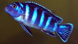 Demasoni Cichlid