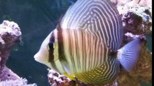 Desjardini Sailfin Tang