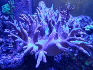 Devils Hand Leather Coral