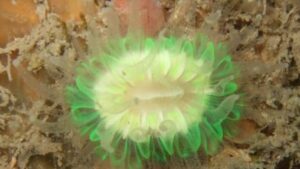 Devonshire cup coral