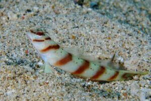 Diagonal Bar Prawn Goby