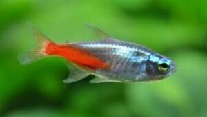 Diamond Head Neon Tetra