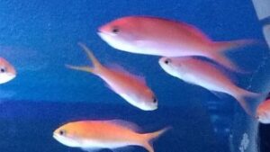 Dispar Anthias