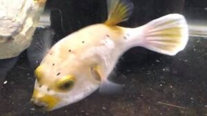 Dogface Puffer