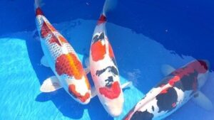 Doitsu High Quality Koi