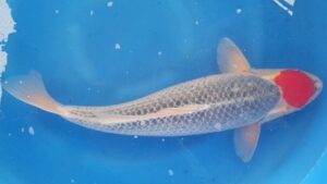 Doitsu Kujaku High Quality Koi