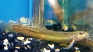 Dojo Loach