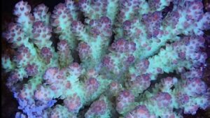 Double Doozy Acropora