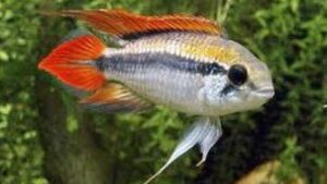 Double Full Red Agassizi Cichlid