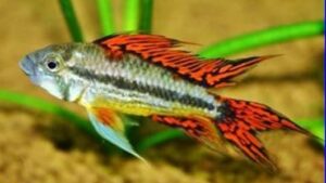 Double Full Red Cockatoo Cichlid