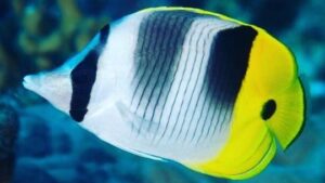 Double Saddle Butterflyfish