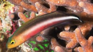 Double Striped Dottyback