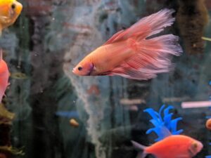 Twin Tail Betta