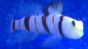 Dracula Goby