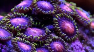Dragon Eyes Zoas
