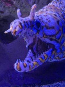Dragon Moray