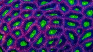 Dragon Soul Prism Favia