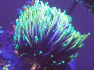 Dragon Soul Torch Euphyllia