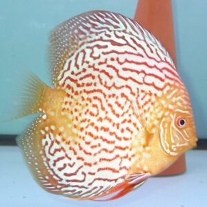 Dream Diamond Discus