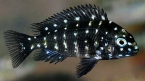 Duboisi Cichlid