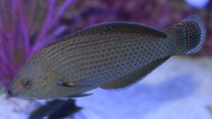 Dusky Wrasse