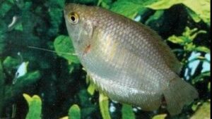 Dwarf Gourami