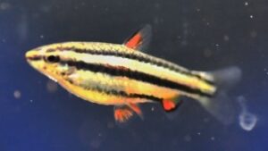 Dwarf Pencilfish