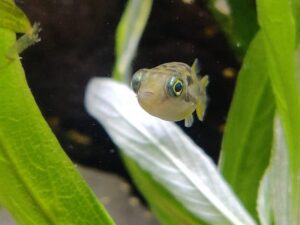 Dwarf Puffer