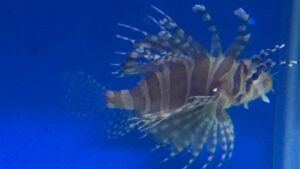 Dwarf Zebra Lionfish