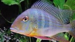 Eartheater Cichlid