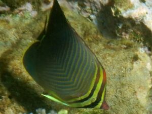 Eastern Triangle Butterflyfish