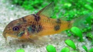 Ehrhardts corydoras
