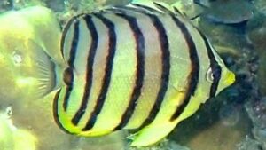 Eight Banded Butterfly