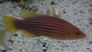 Eightline Wrasse