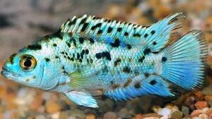 Electric Blue Jack Dempsey