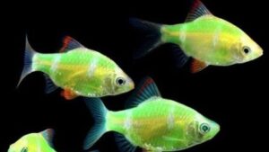 Electric Green Barbs Glofish