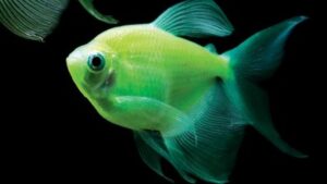 Electric Green Long Fin Tetra Glofish